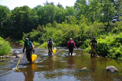 Four people spread out across a stream channel with fish sampling equipment