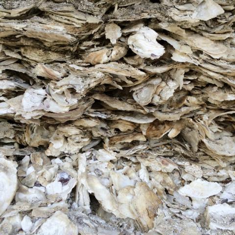 Close-up view of oyster shell layers in a midden.
